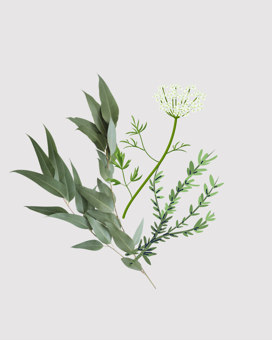 Erva Doce Refil aromatizador profissional