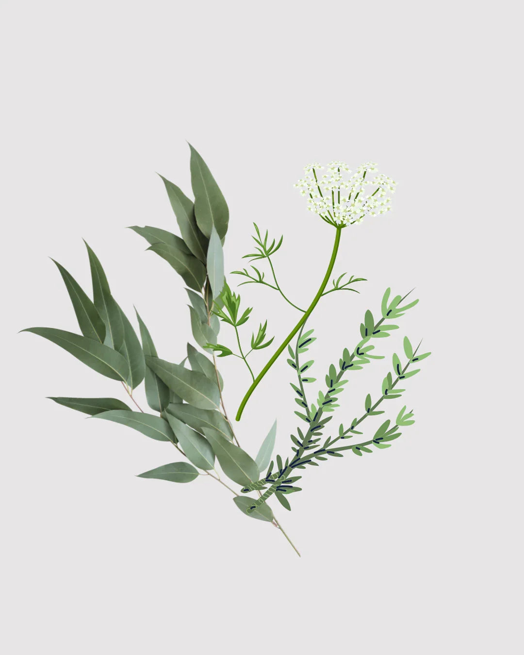 Erva Doce Refil aromatizador profissional