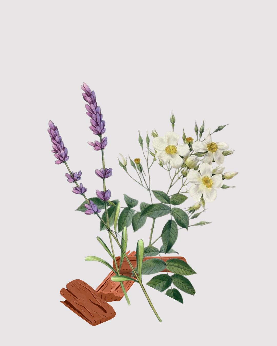 Lavanda & Musk Refil aromatizador profissional