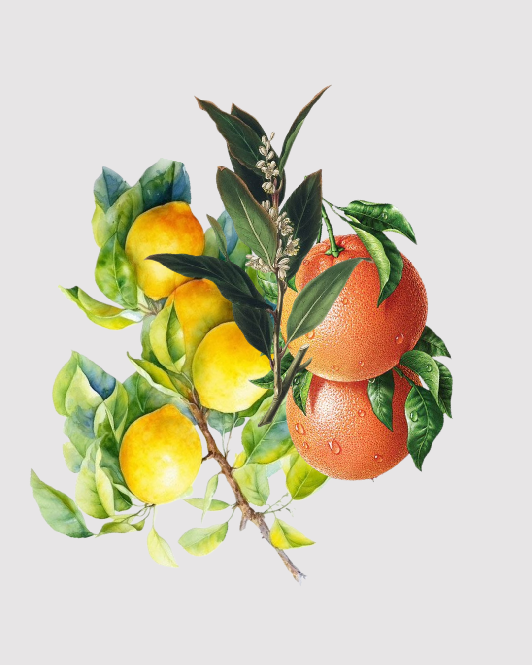 Oceania Durville refil aromatizador profissional