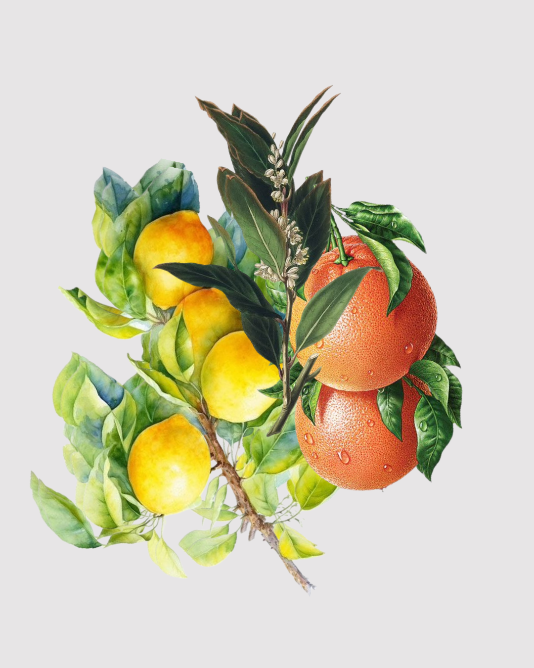 Oceania Durville aromatizador Spray profissional