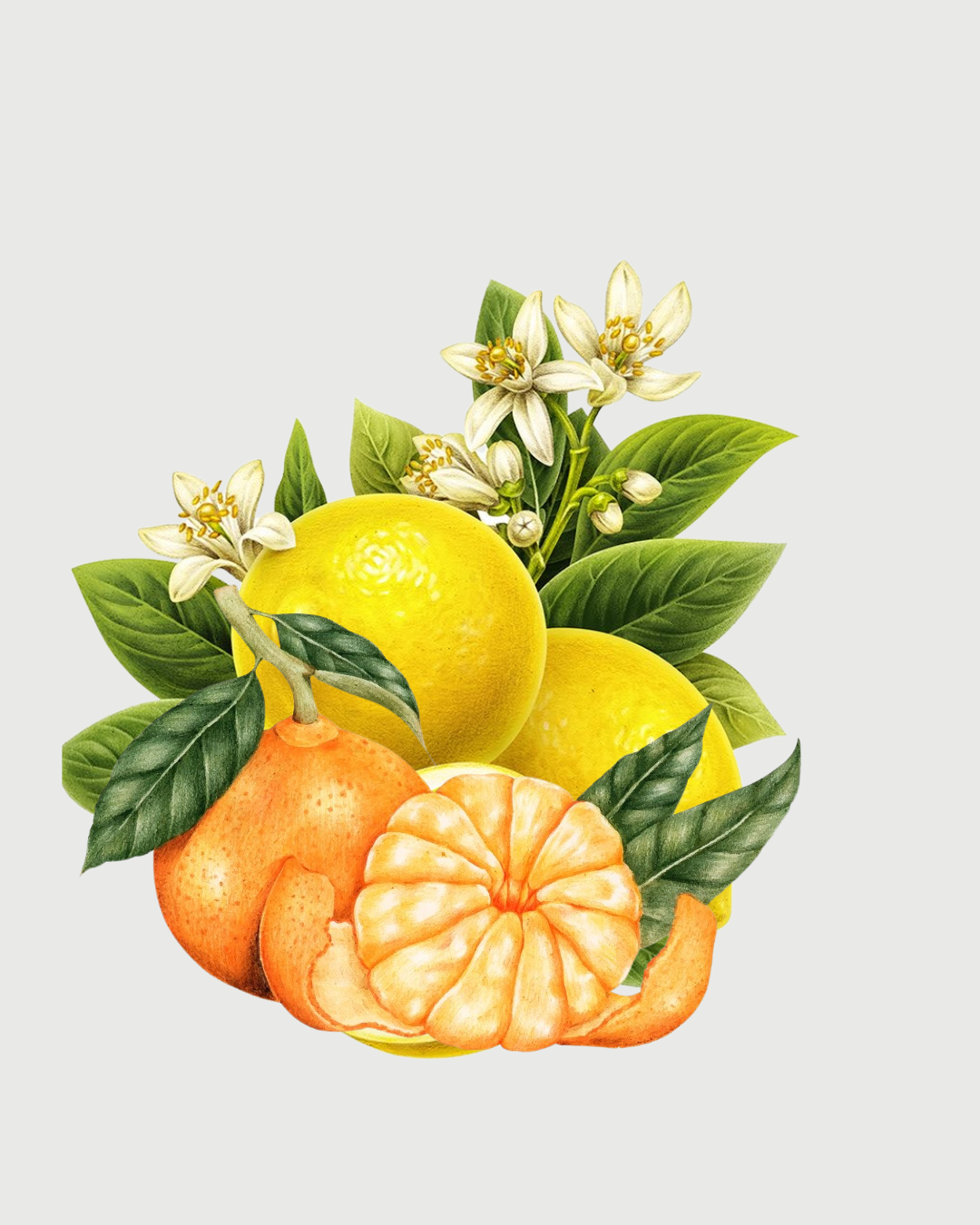 Lemon Cidreira Refil aromatizador profissional