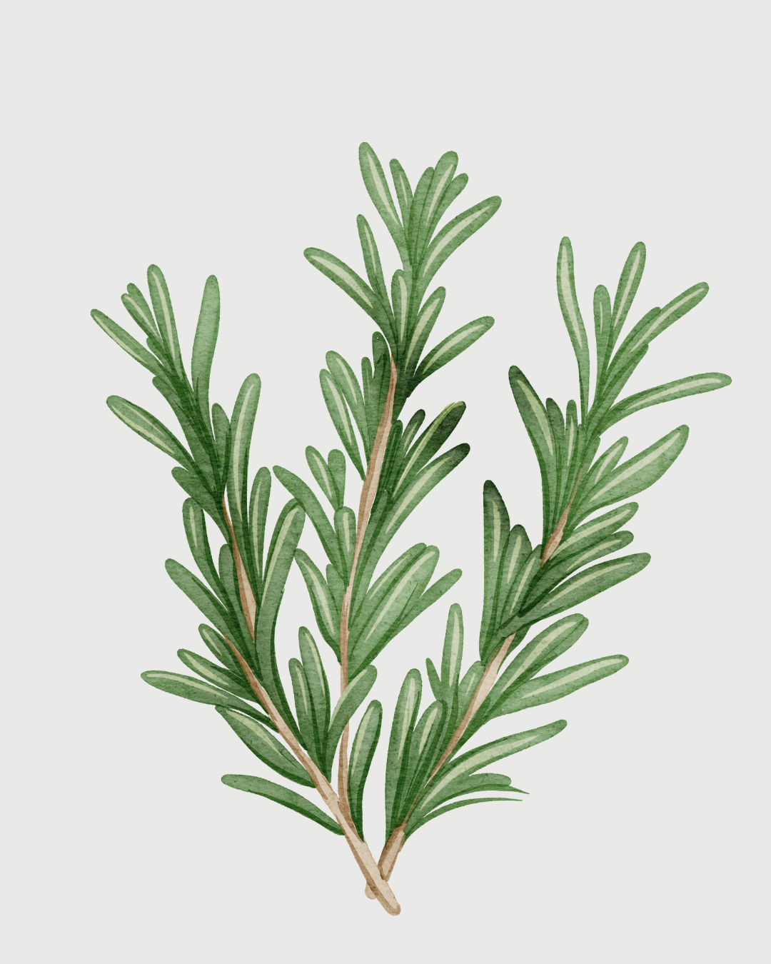 Alecrim Refil aromatizador profissional