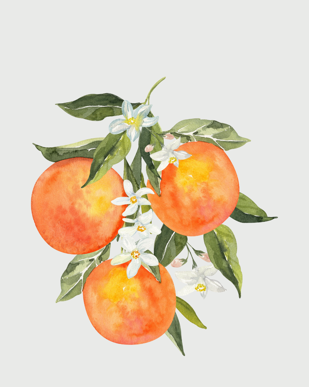 Flor de Laranjeira refil aromatizador profissional