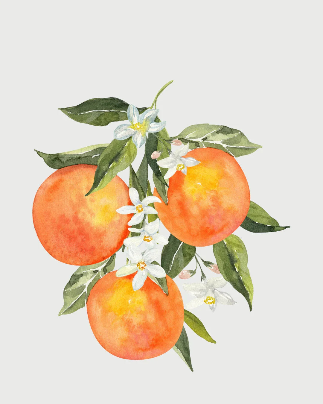 Flor de Laranjeira refil aromatizador profissional