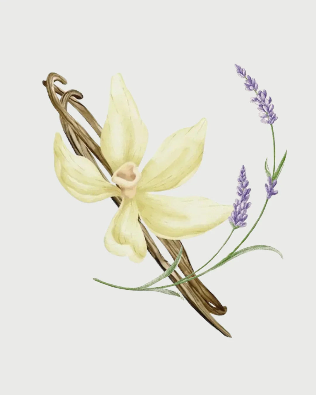 Lavanda & Baunilha Refil aromatizador profissional