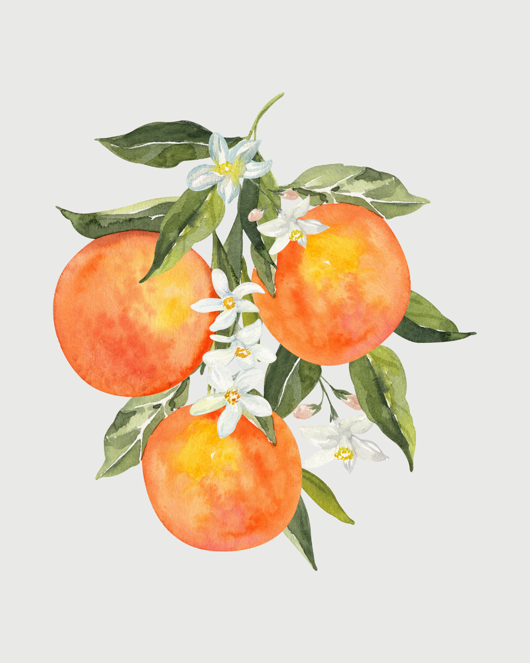 Flor de Laranjeira aromatizador Spray profissional