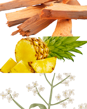 Musgo de Carvalho refil aromatizador profissional  004/22