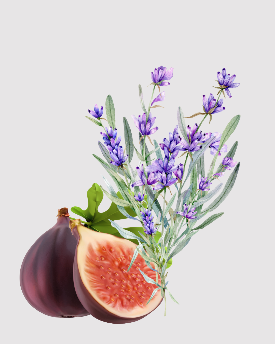 Flor de Figo & Lavanda refil aromatizador profissional