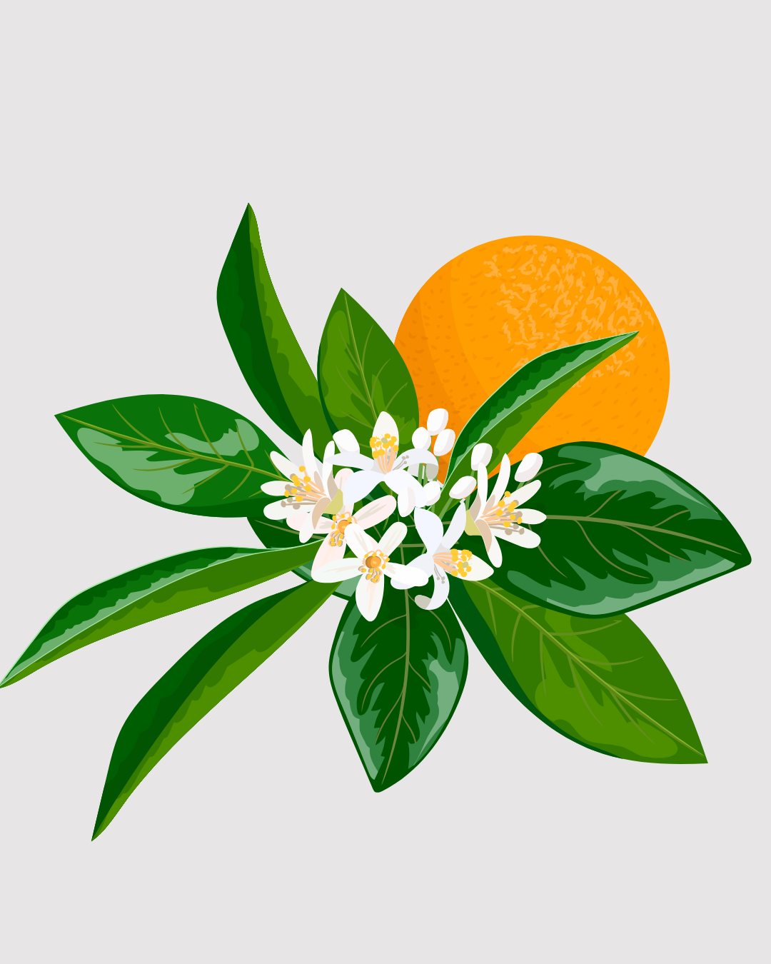 Neroli aromatizador Spray profissional