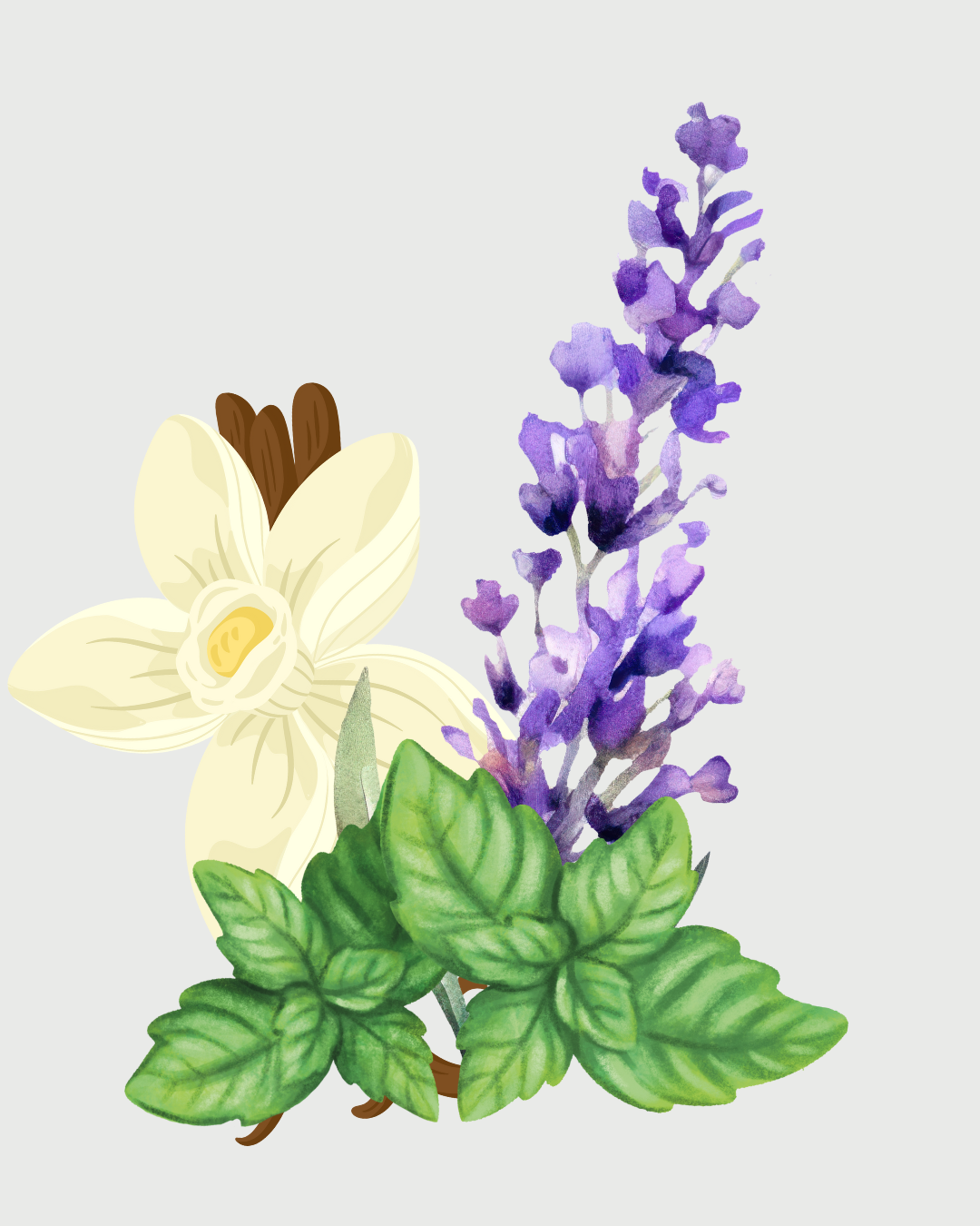 Lavanda Francesa aromatizador Spray profissional