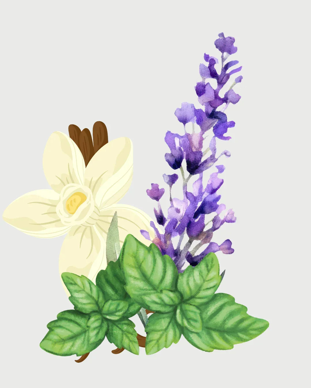 Lavanda Francesa refil aromatizador profissional