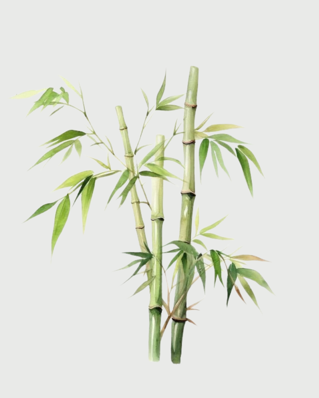 Bamboo aromatizador Spray profissional 008
