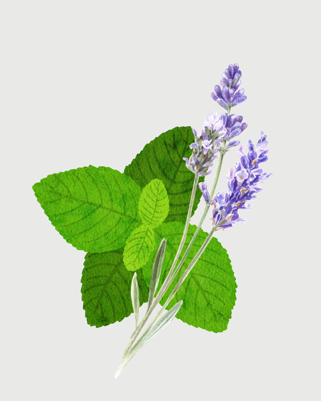 Menta & Lavanda Refil aromatizador profissional 097