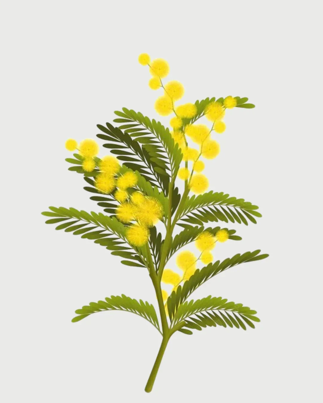 Cardamomo & Mimosa aromatizador Spray profissional