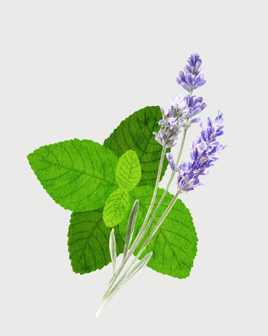 Menta & Lavanda aromatizador Spray profissional