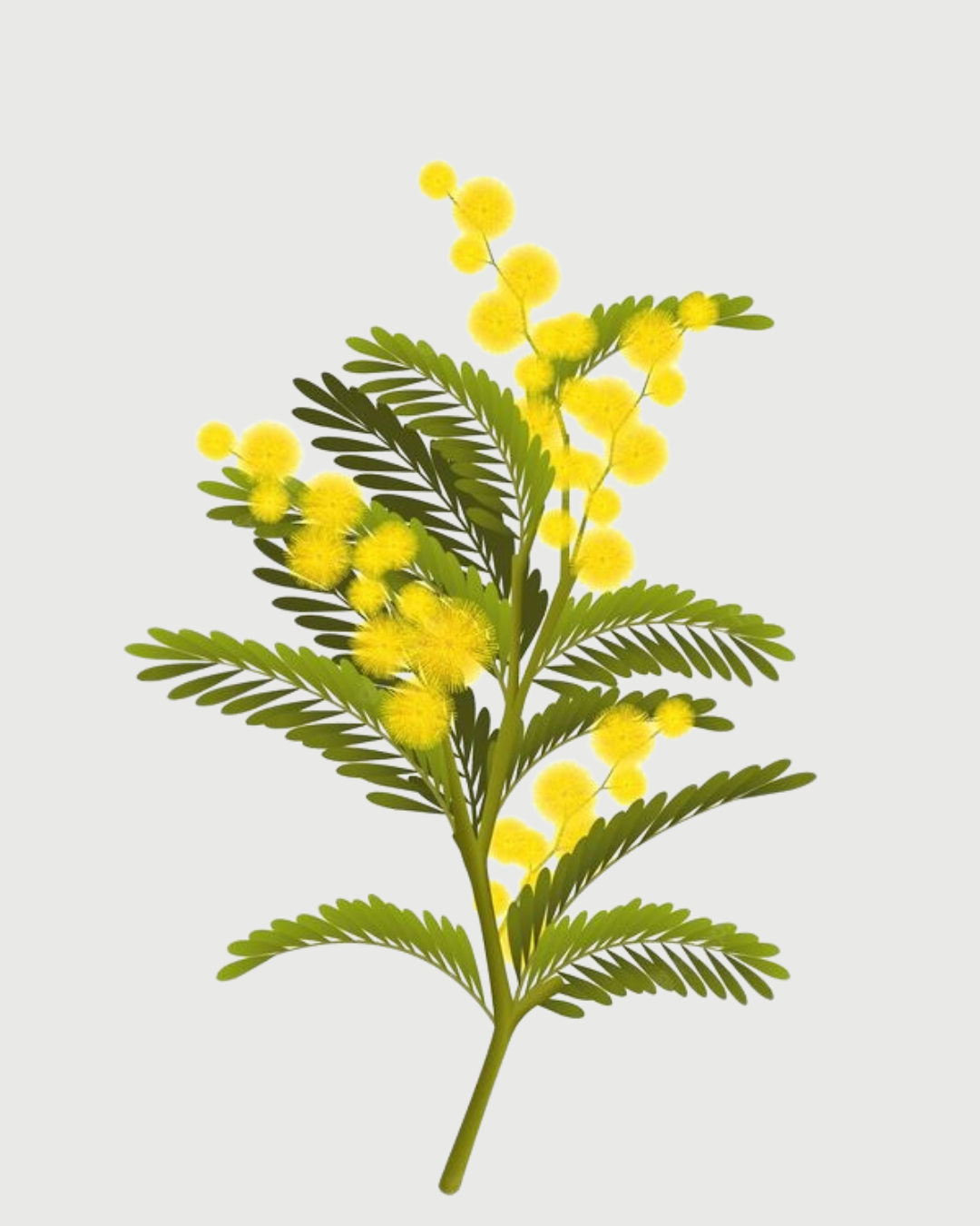 Cardamomo & Mimosa Refil aromatizador profissional 010