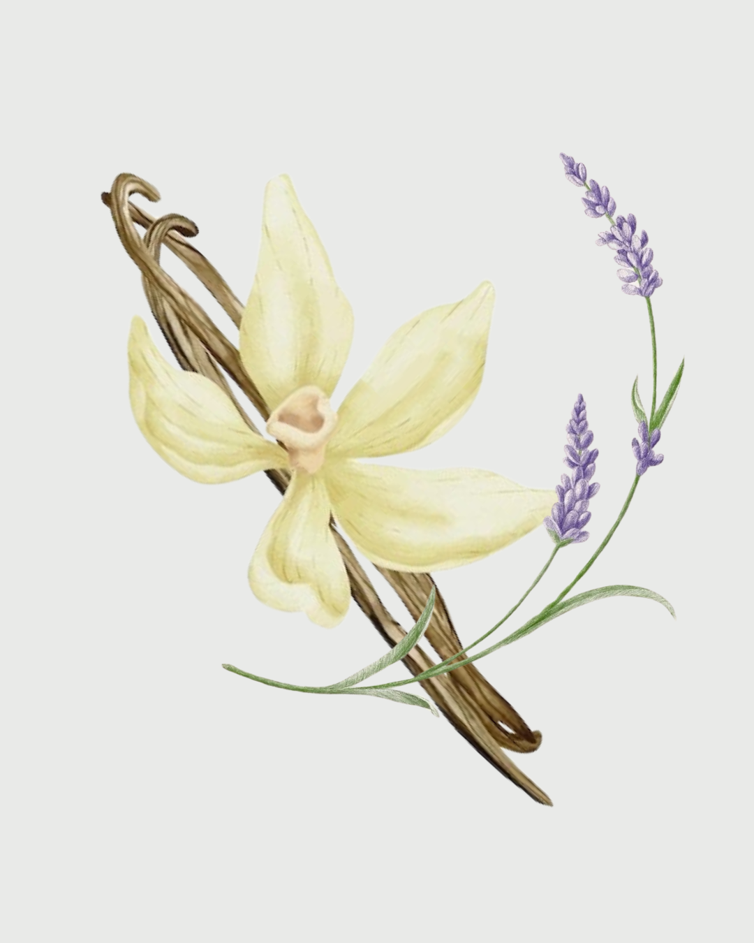 Lavanda & Baunilha Refil aromatizador profissional 011