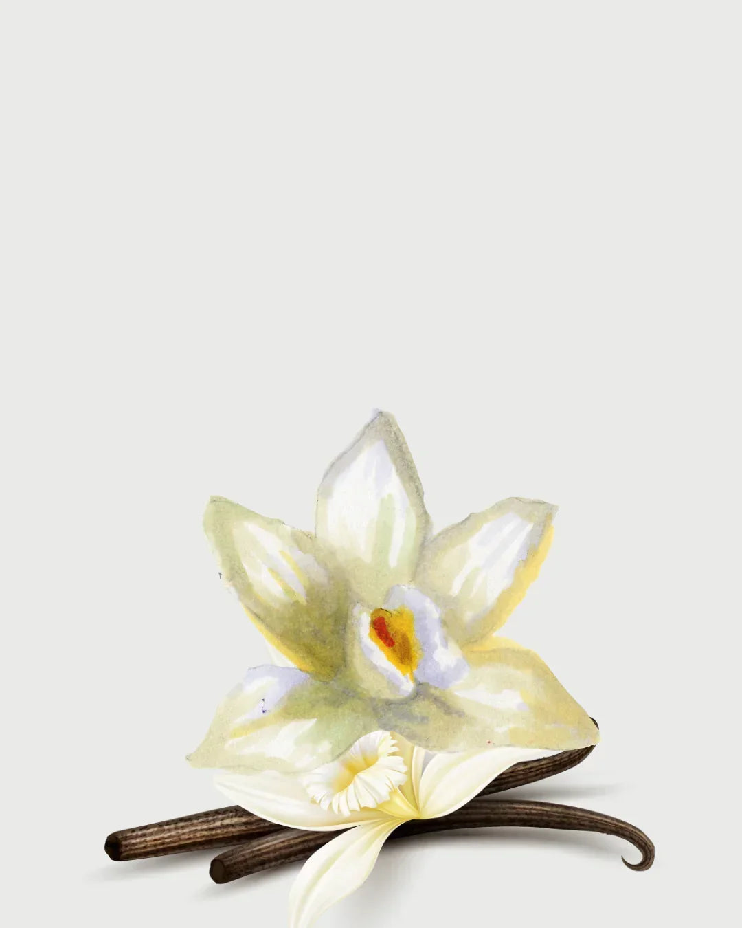 Baunilha Refil aromatizador profissional