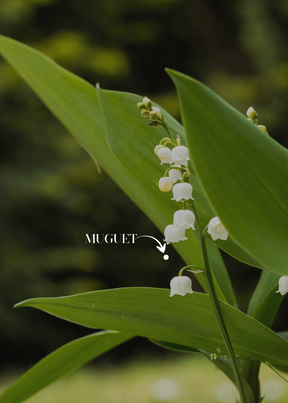 LAVANDA & MUGUET - Aromatizador de Ambiente