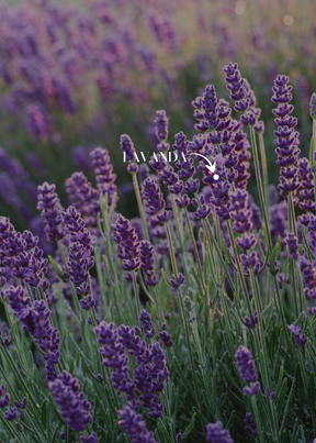 LAVANDA & MUGUET - Aromatizador de Ambiente